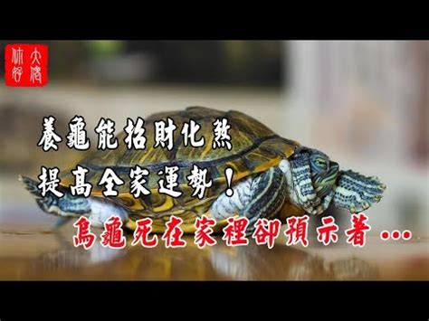 烏龜吉祥名字